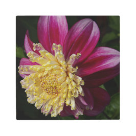 Impresión En Metal Floral rosa Anemone Dahlia Bloom