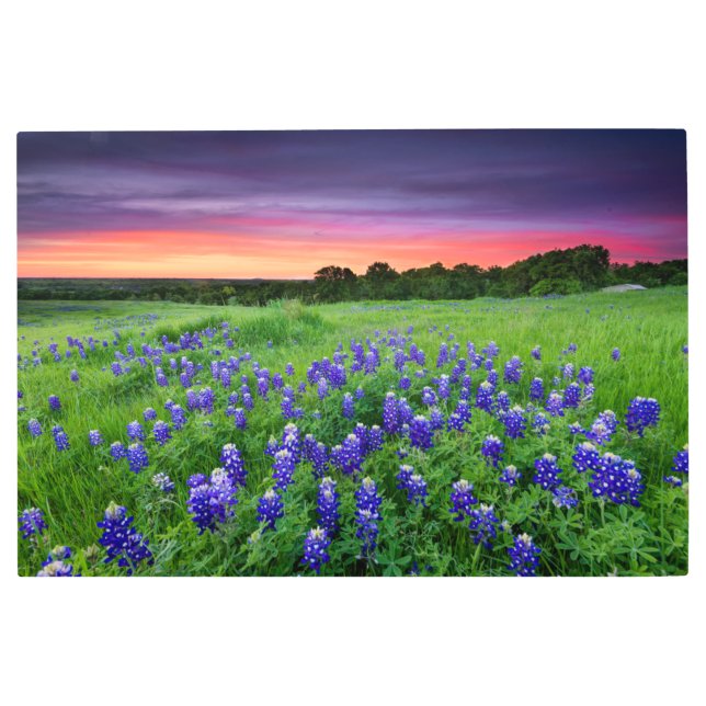 Impresión En Metal Flores | Bluebonnets en Sunset Texas (Anverso)