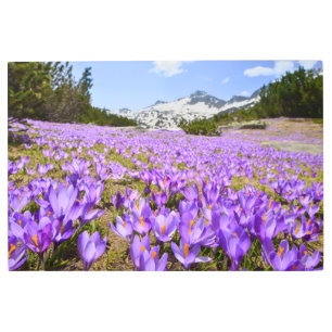 Impresión En Metal Flores Crocus Pirin Mountain Park Bulgaria
