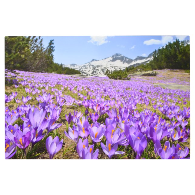 Impresión En Metal Flores | Crocus Pirin Mountain Park Bulgaria (Anverso)