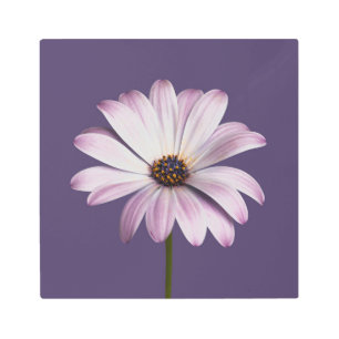 Impresión En Metal Flores   Daisy blanco y púrpura