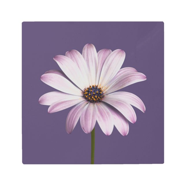 Impresión En Metal Flores | Daisy blanco y púrpura (Anverso)