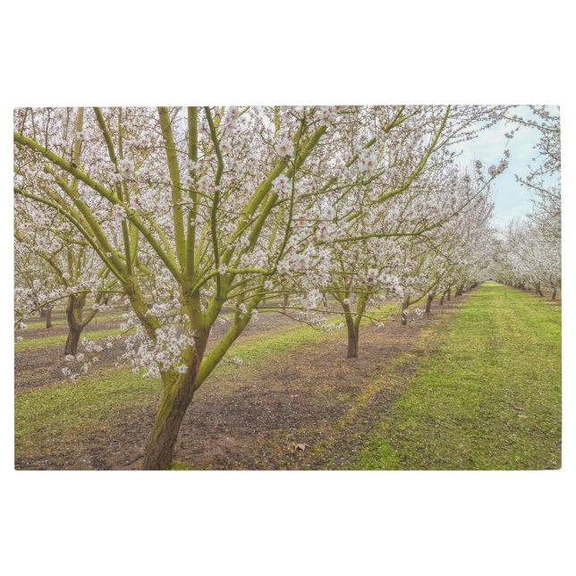 Impresión En Metal Flores de almendra (Anverso)