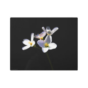 Impresión En Metal Flores de cardamina paratensis 14x11 (35x27,5cm)wa