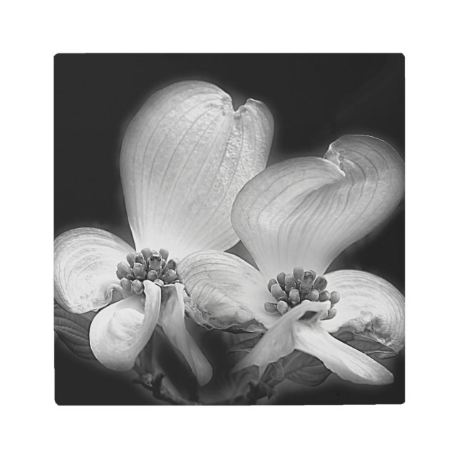 Impresión En Metal Flores De Dogwood Flores Negro Y Blanco (Anverso)