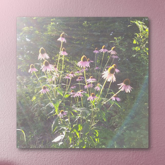 Impresión En Metal Flores de equinácea al sol (Echinacea Flowers in the Sun Metal Print on Painted Wall)