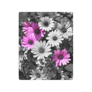 Impresión En Metal Flores de margarita africana de color parcial 
