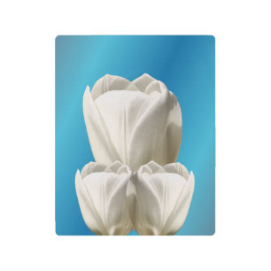 Impresión En Metal Flores de tulipanes blancos