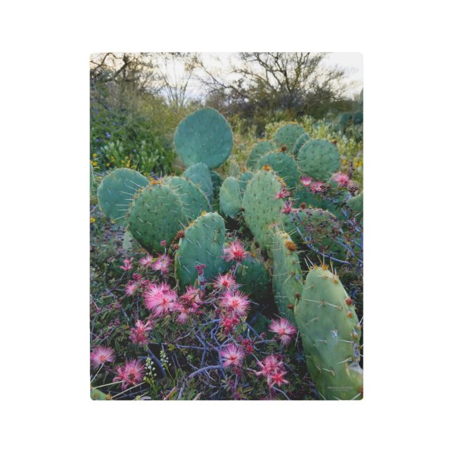 Impresión En Metal Flores del plumero y cactus de hadas rosados del (Anverso)