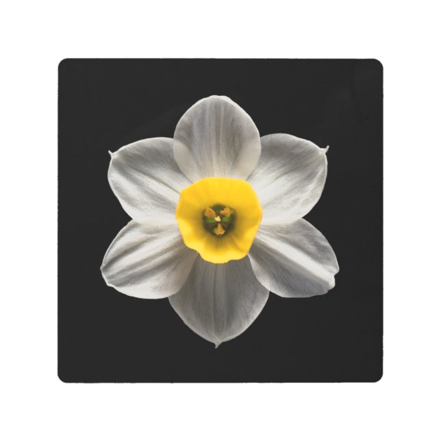 Impresión En Metal Flores | Flor de Daffodil blanca (Anverso)