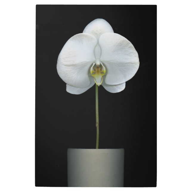 Impresión En Metal Flores | Flor de orquídeas blancas (Anverso)