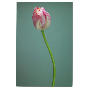 Impresión En Metal Flores   Flor de tulipano simple