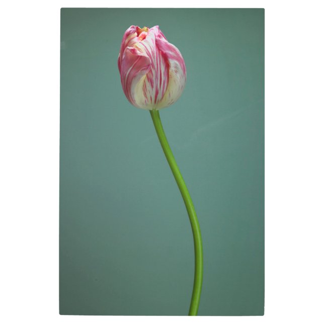 Impresión En Metal Flores | Flor de tulipano simple (Anverso)