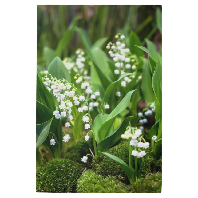 Impresión En Metal Flores | Lily del Valle de Suecia (Anverso)