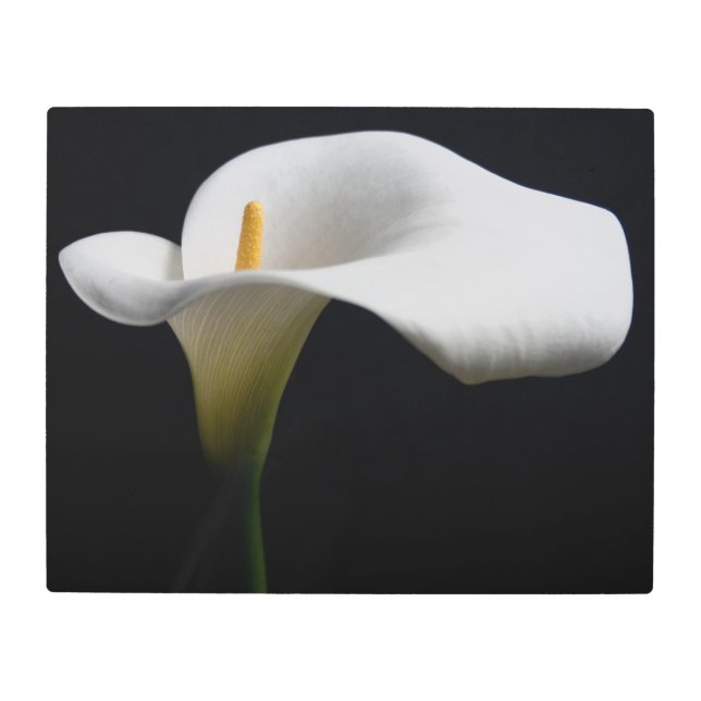 Impresión En Metal Flores | Lirio de Calla Blanca (Anverso)