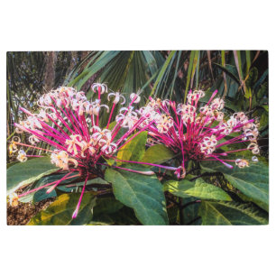 Impresión En Metal Flores Starburst de Clerodendrum 