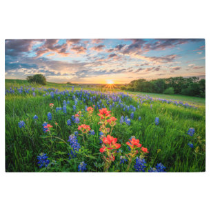 Impresión En Metal Flores   Texas Bluebonnets y pincel indio