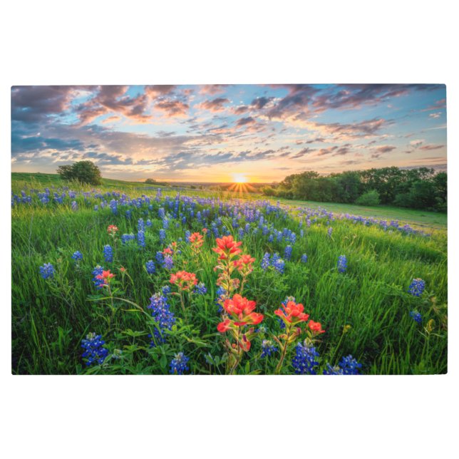 Impresión En Metal Flores | Texas Bluebonnets y pincel indio (Anverso)