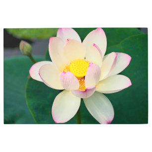 Impresión En Metal Flowers   Lotus Water Flower