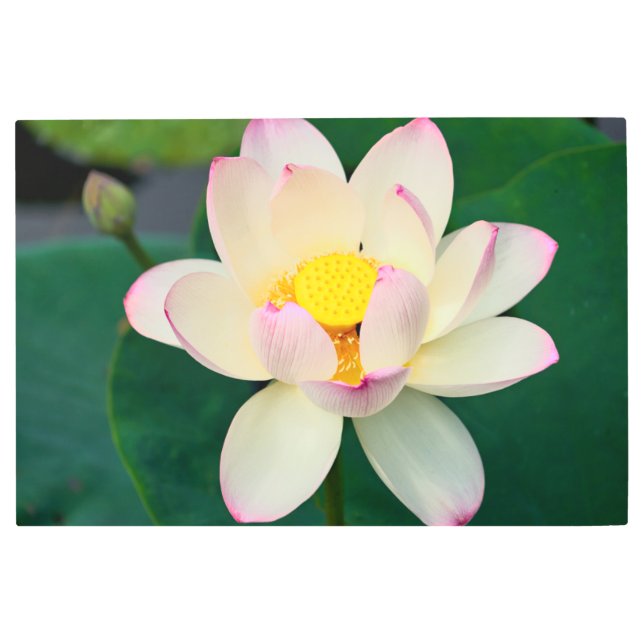 Impresión En Metal Flowers | Lotus Water Flower (Anverso)