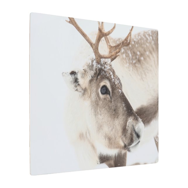Impresión En Metal Foto de la naturaleza de los renos (Angulado)