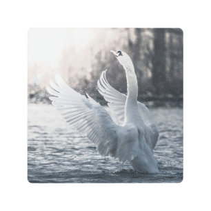 Impresión En Metal Foto de la naturaleza del cisne blanco
