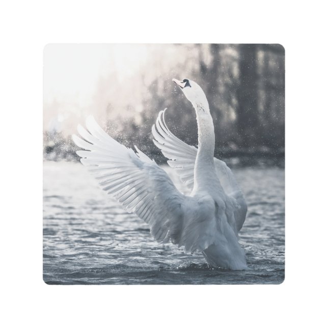 Impresión En Metal Foto de la naturaleza del cisne blanco (Anverso)