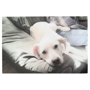 Impresión En Metal Foto de perro sentada al lado del mejor amigo azul