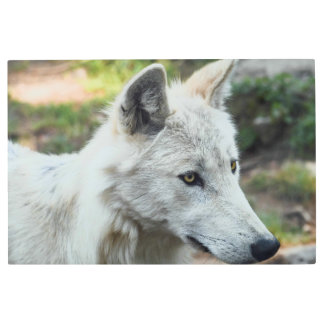 Impresión En Metal Foto del lobo ártico