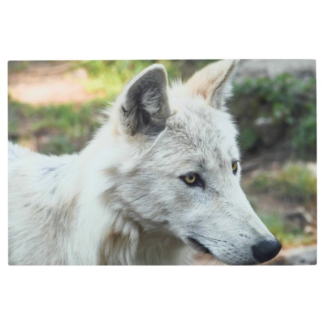 Impresión En Metal Foto del lobo ártico (Anverso)
