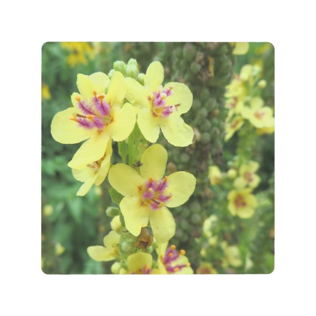 Impresión En Metal foto macro - flor amarilla y púrpura - (Anverso)