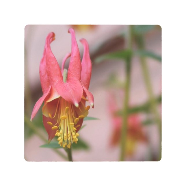 Impresión En Metal foto macro - hermosa flor silvestre - (Anverso)