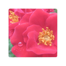 foto macro, rosa rosa caliente -
