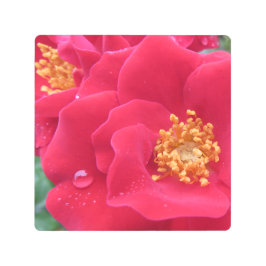 Impresión En Metal foto macro, rosa rosa caliente -