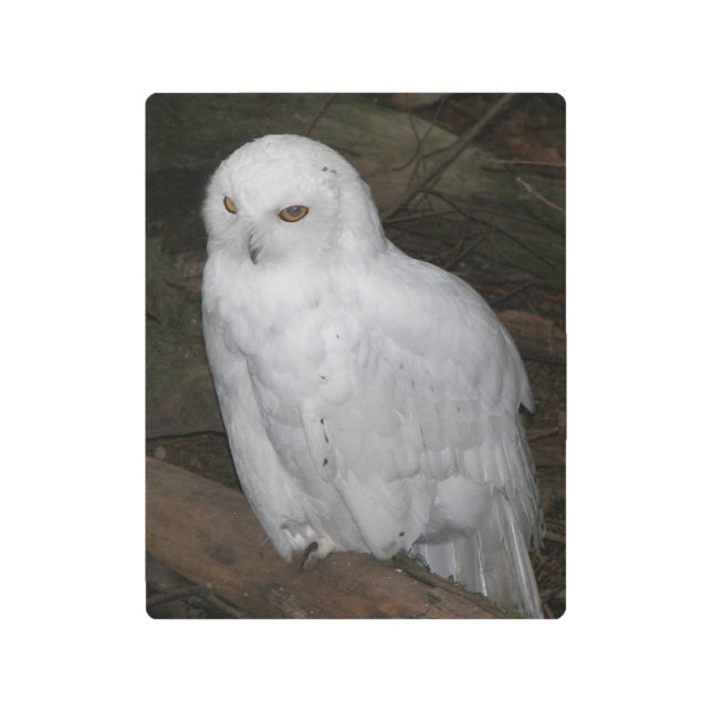 Impresión En Metal Fotografía de lechuza blanca (Anverso)