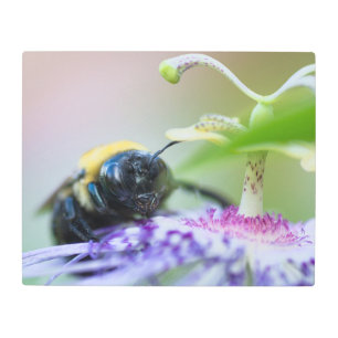Impresión En Metal Fotografía de macro Bumble Bee