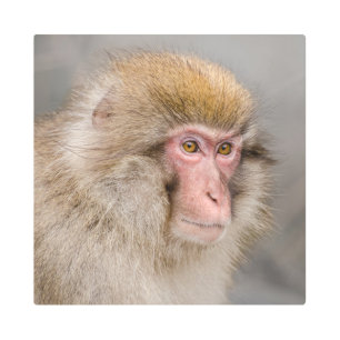 Impresión En Metal Fotografía de mono de nieve japonés