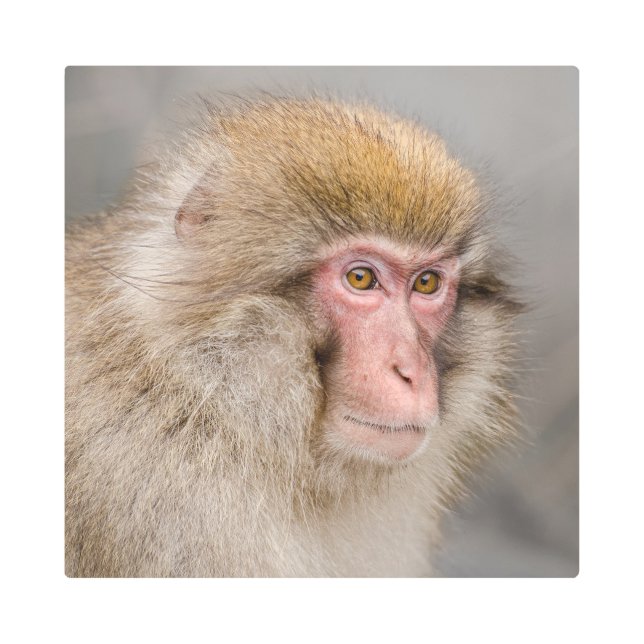 Impresión En Metal Fotografía de mono de nieve japonés (Anverso)