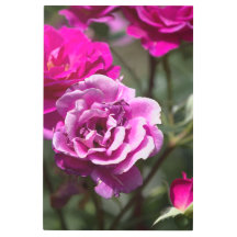 Impresión en metal fotografía de rosas hermosas