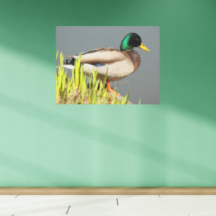Impresión En Metal Fotografía de vida silvestre del pato Mallard