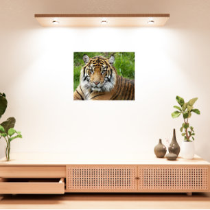 Impresión En Metal Fotografía del tigre de sumatra, gato grande