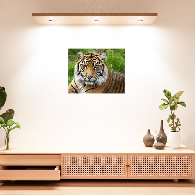 Impresión En Metal Fotografía del tigre de sumatra, gato grande (In Situ Framed)