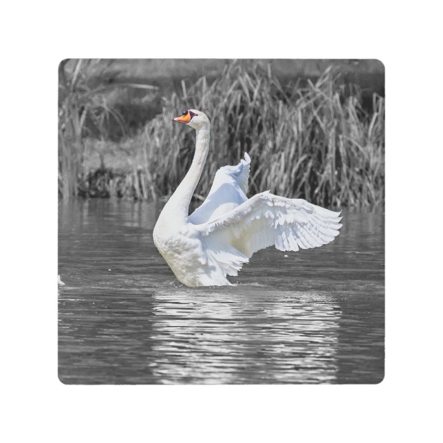 Impresión En Metal Fotografía en blanco y negro de cisne (Anverso)