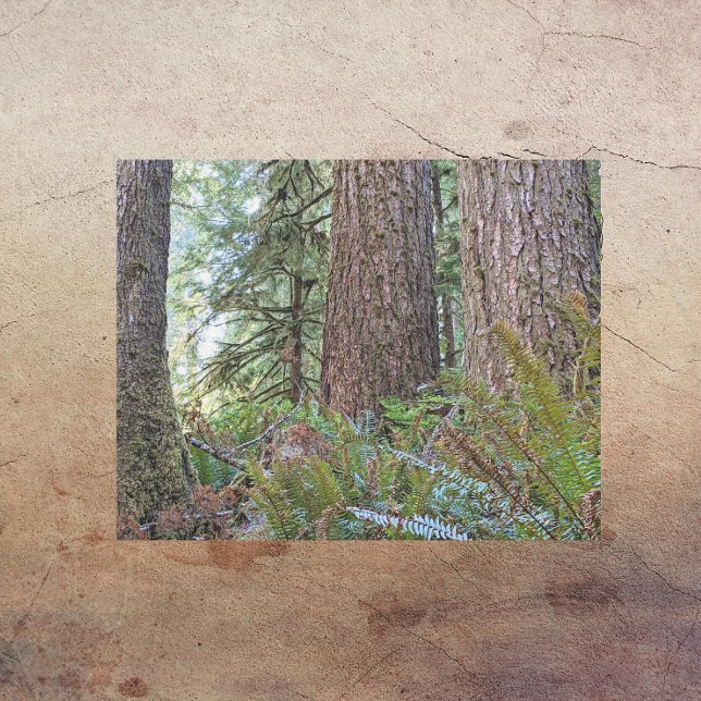 Impresión En Metal Fotografía forestal de Douglas Fir Conifer (In Situ)