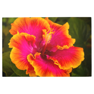 Impresión En Metal Fuchsia hawaiana y el Naranja Hibiscus