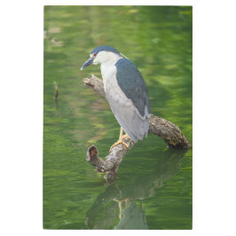 Impresión En Metal Garza nocturna coronada de negro