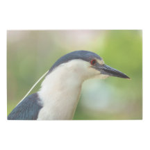 Garza nocturna coronada de negro