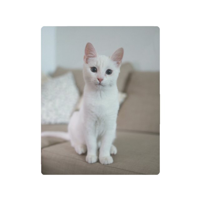 Impresión En Metal Gato blanco | Zazzle_Growshop. (Anverso)