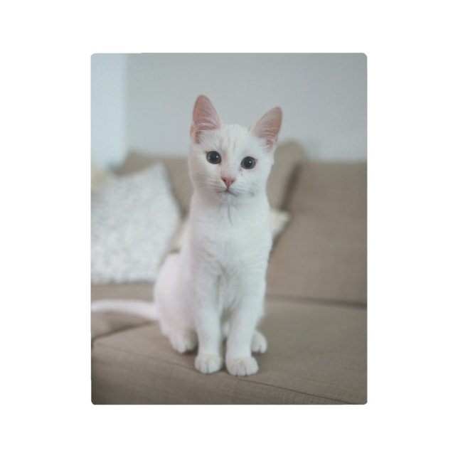 Impresión En Metal Gato blanco | Zazzle_Growshop. (Anverso)
