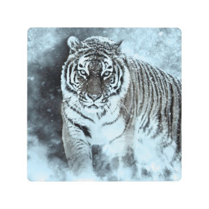 Impresión En Metal Gato grande del depredador siberiano del tigre de